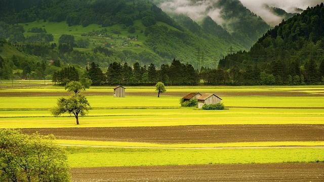 Znaczenie naturalnych farb i tynków w budownictwie - ekologia, zdrowie i estetyka